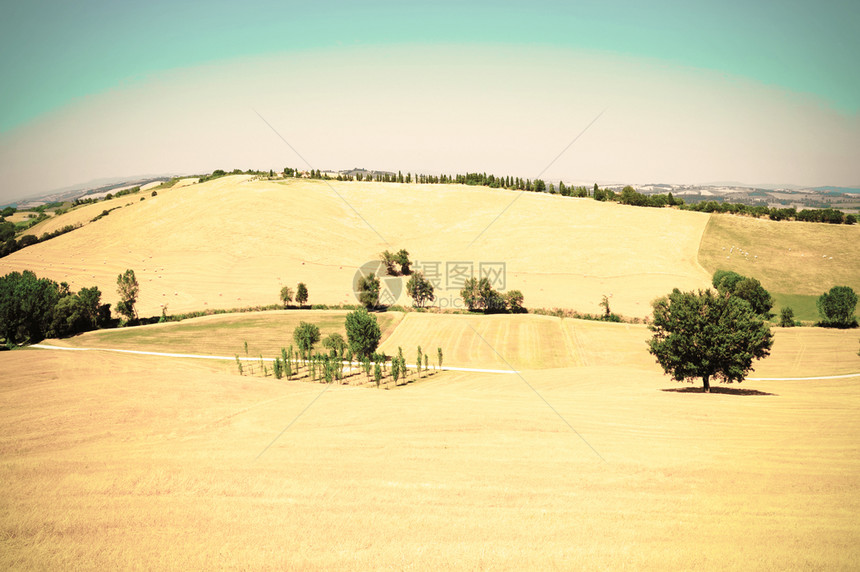 托斯卡纳小麦田的风景图片