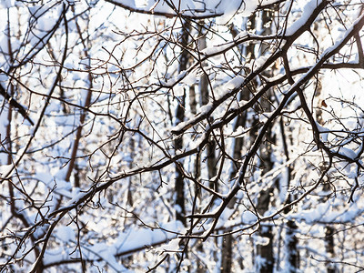 园林中的雪树图片