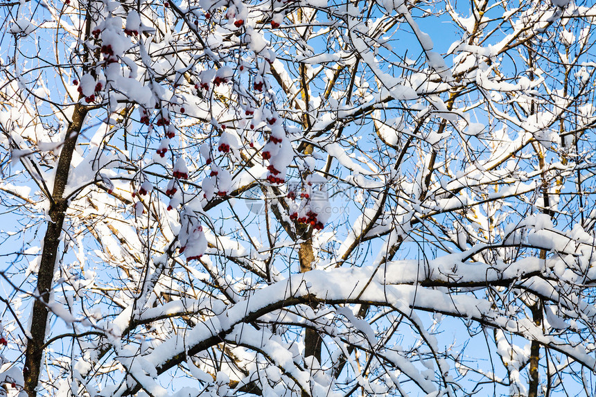 阳光明媚的冬日里莫斯科市蒂米里亚泽夫斯基公园的森林里白雪覆盖着山楂树图片