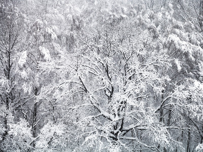 园林中的雪树图片