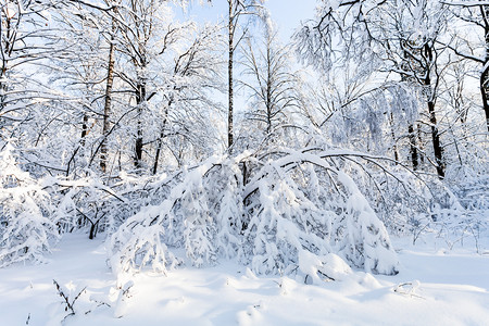 莫斯科市Timiryazevskiy森林公园的雪高清图片