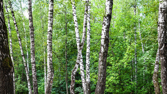 莫斯科Timiryazevskiy公园绿林中的白树图片