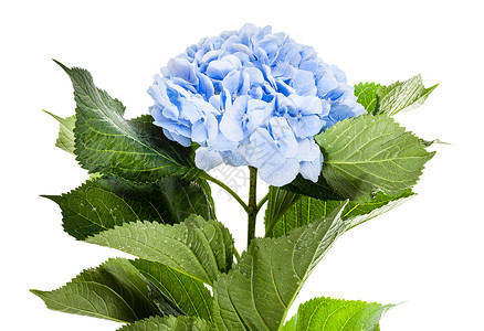 白色背景上分离的鲜蓝色花朵背景图片