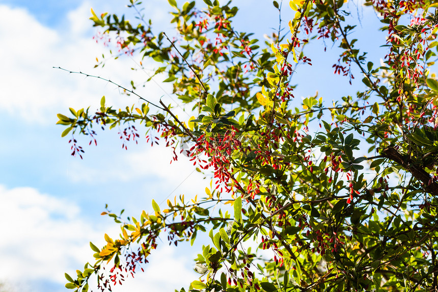 秋天傍晚一连串果子成熟的红莓灌木图片