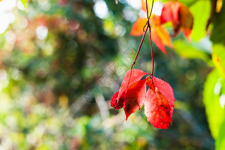 弗吉尼亚爬行植物的红色树叶秋天太阳光照亮秋天太阳关闭背景图片