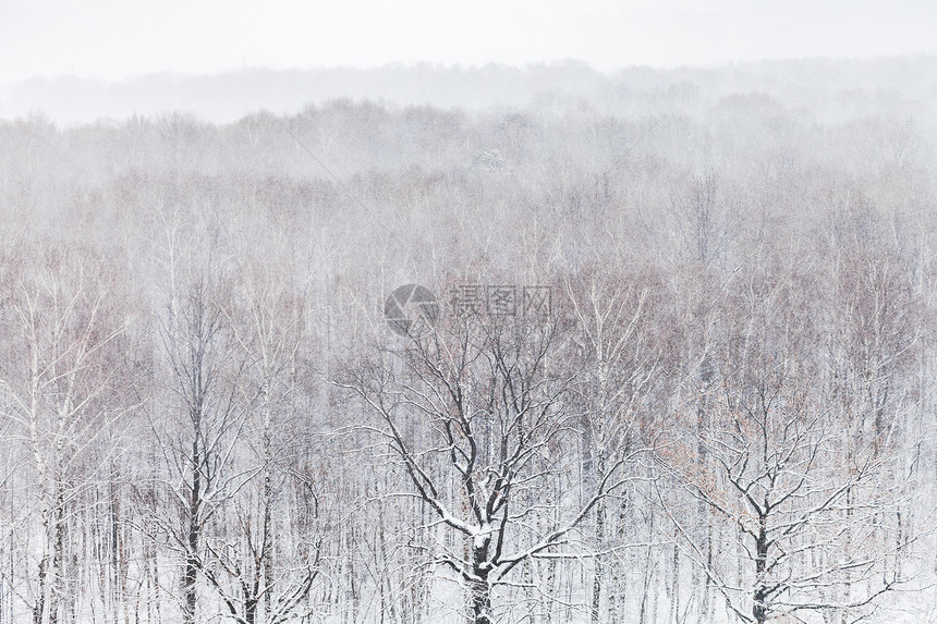 寒冬降雪时橡树在森林中的空图片