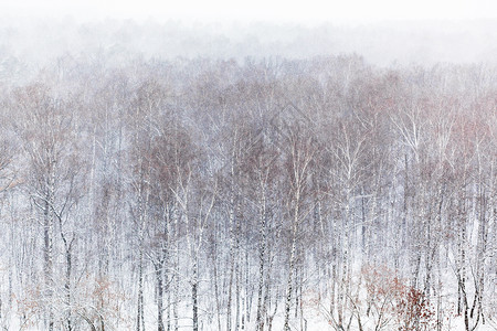 寒冬降雪时森林中白树的空风景俄罗斯高清图片素材