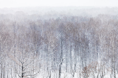寒冬冷的天降雪中森林的空天线高清图片素材