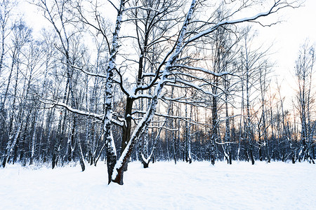 冬季黄昏城市公园中积雪覆盖的草原图片