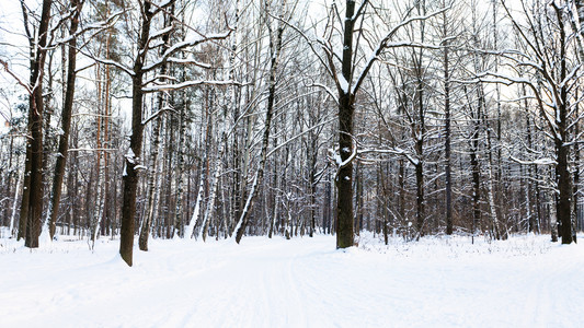 冬季黄昏城市公园中被雪覆盖的徒步图片
