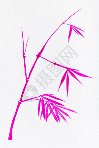 用白纸上粉色水彩画的竹木图高清图片
