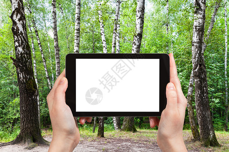 旅行概念莫斯科市城公园绿林草原上树苗的旅游照片阳光明媚的夏日莫斯科市用智能手机拍摄空白剪贴板广告位置背景图片