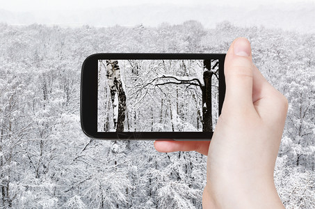 旅游概念俄罗斯莫科智能手机上冬季寒冷的雪林中柏油树和橡的旅游照片图片