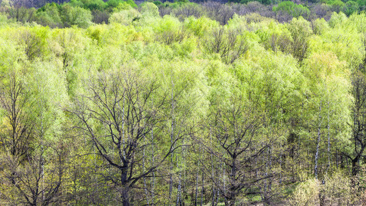 在阳光明媚的春日绿叶在森林中初露绿叶的橡树空中观察图片
