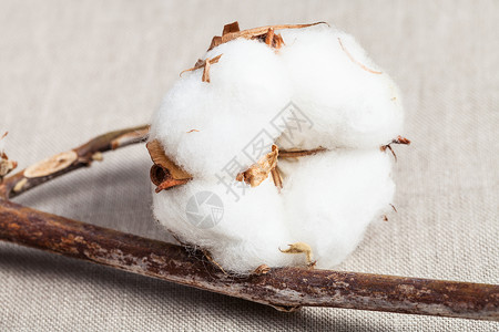 关闭棉花植物的天然干枯树枝种植棉花布料背景的植物图片