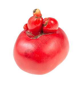 白底生长孤立的天然粉红番茄高清图片