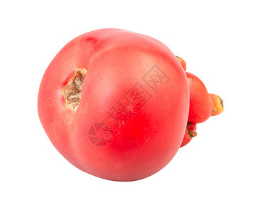 白色背景上孤立的红番茄芽高清图片