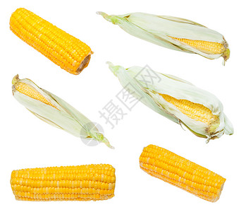 由白本上隔绝的玉米新鲜而煮熟的耳朵构成图片