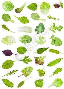 由白色背景中隔绝的食用绿树叶中各种新鲜子组成背景图片