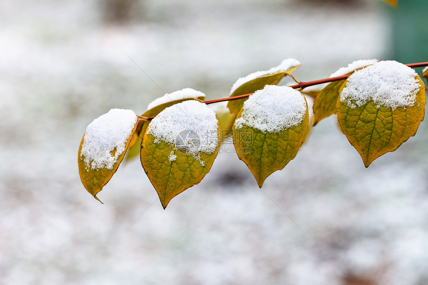 公园的雪覆盖草坪上紧贴着雪覆盖的草坪图片