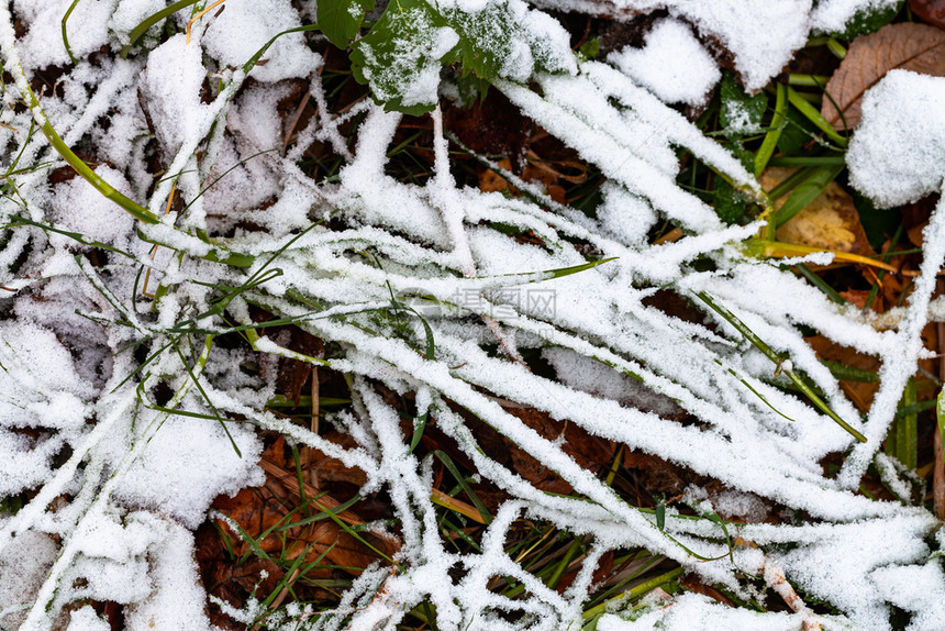 第一场雪覆盖了草地上的绿寒冷秋天图片