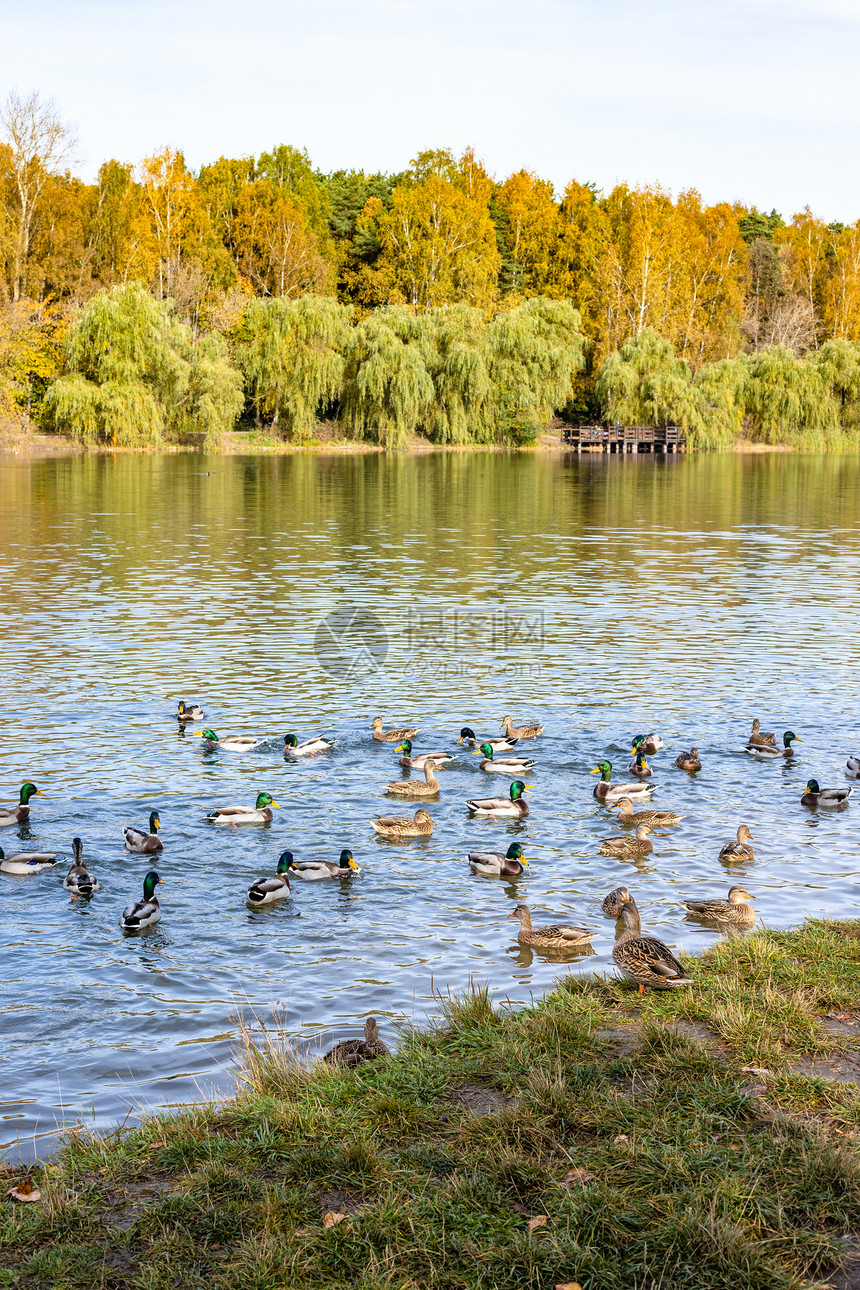 在阳光明媚的秋天在城市公园的池塘里游泳图片