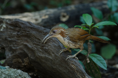 泰国树干上的弯嘴鸟图片