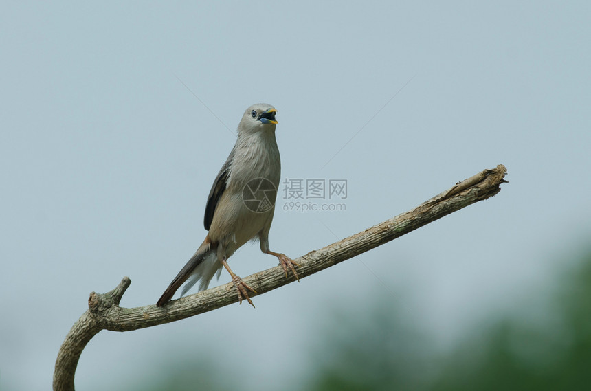栗色尾椋鸟sturnusmalabaricus站在自然界的树枝上泰国图片