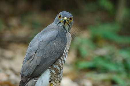 三白眼睛素材自然界的白鹰三vivirgatus养殖者泰国背景