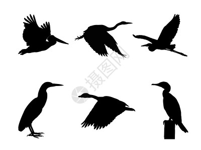 鸟类矢量插图剪影图片