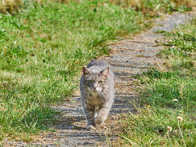 在路上的猫图片