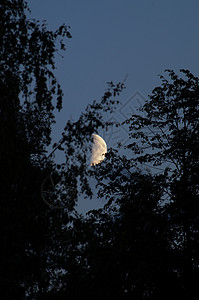 天空中的大月亮背景图片