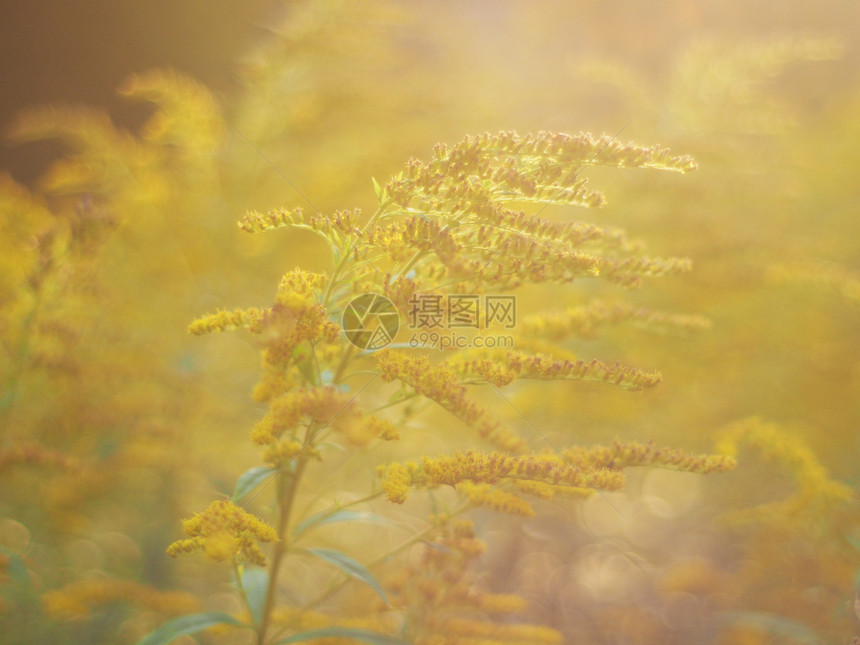 森林里的黄金花朵图片