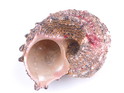 海贝壳白色背景的海壳背景