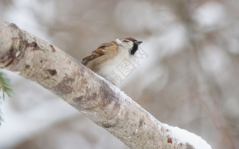 树枝上的麻雀冬天树枝上背景图片