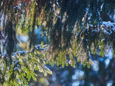 在雪中割树枝冬天图片