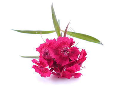 白色背景的粉红土耳其康乃馨花图片