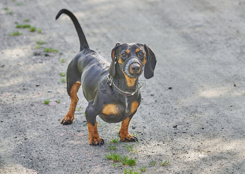 Dachshund狗在森林的路上夏天图片