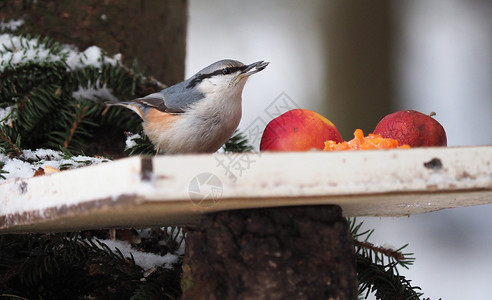 森林中鸟食养者的Nuthatch图片