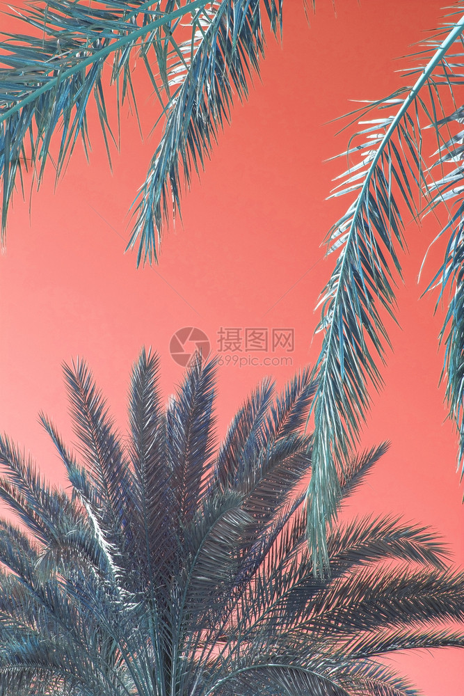 粉色背景下的热带植物图片