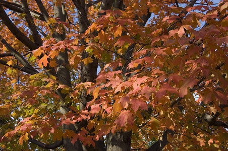 秋季树叶里德米勒秋余假图片