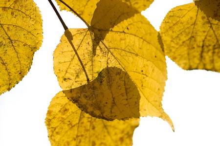 橙叶子落下秋天的黄叶背景图片