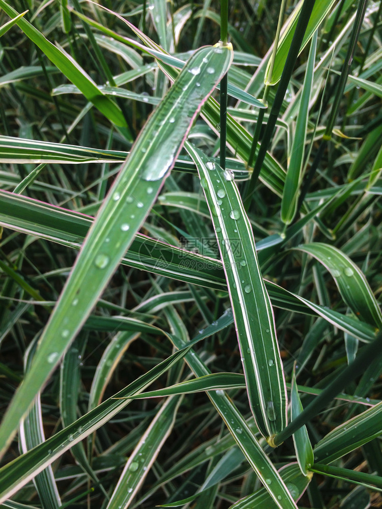 雨水背景之后的绿花草色降低园图片
