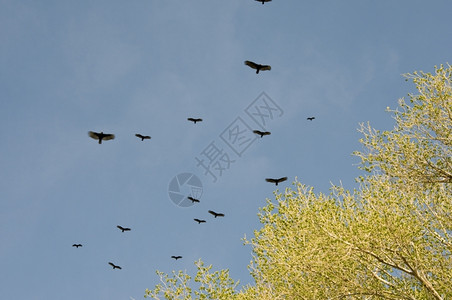 秃鹫和棉木树白杨飞行里德米勒图片