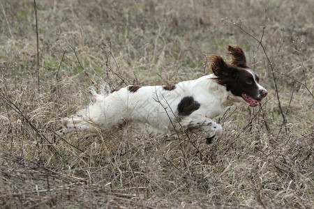 团结的猎犬王国英语Spaniel图片