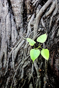 榕树泰国旅行自然博迪树设计图片