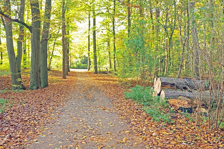 秋天满地落叶的树林背景图片