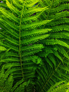 蕨类森林绿叶纹理图片