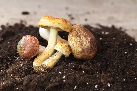 菌营养秋天冬蘑菇在土壤中高清图片