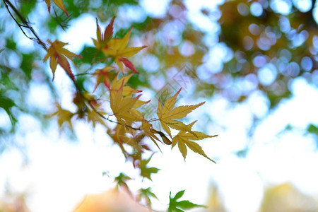 秋天黄色的树叶图片